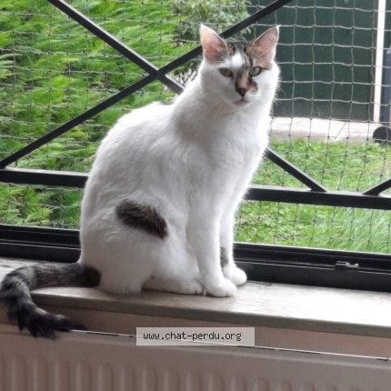 Photo of a cat found in Choisy Le Roi