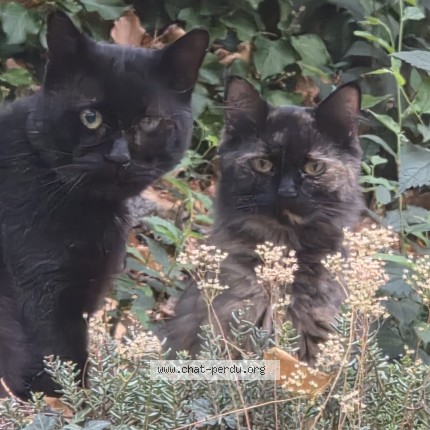 Foto 1/1 Gefundene Katze Gefunden in Sion