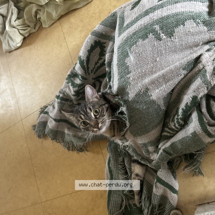 Photo of a cat found in La Ferte Saint Aubin