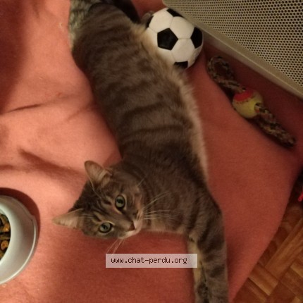 Photo of a cat found in La Ferte Sous Jouarre