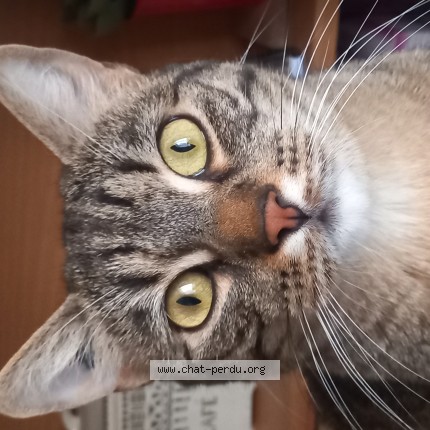 Photo of a cat found in La Ferte Saint Aubin