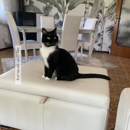 Foto 1/1 BIRICCHINA Kat vermist in Namur