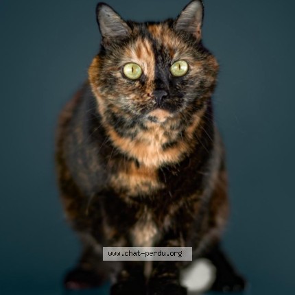 Photo of a cat found in Vanves