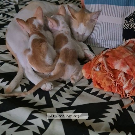 Photo 1/1 Chotu Cat lost in New Delhi