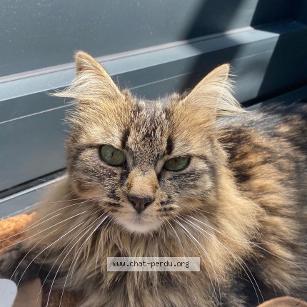 Photo of a cat found in Neuvy En Beauce