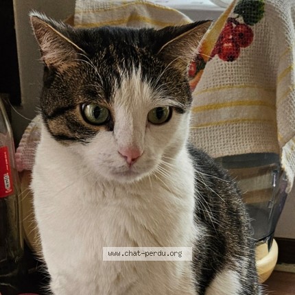 Foto 1/2 Rio Kat vermist in Pepinster