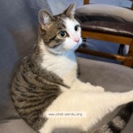 Foto 2/2 Rio Kat vermist in Pepinster