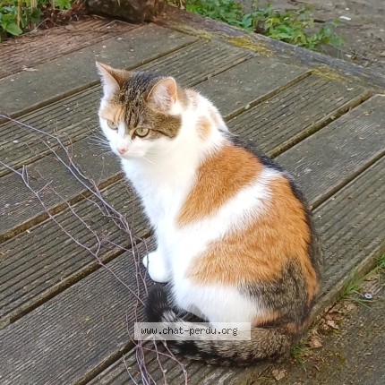 Foto 1/1 Maya Kat vermist in Stockem Arlon