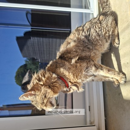 Photo of a cat found in Avanton
