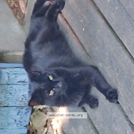 Picture of cat found at Belin Beliet
