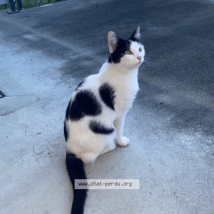 Foto di gatto smarrito a 1566