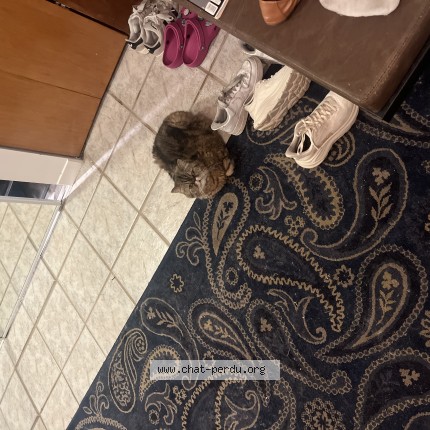 Photo 1/1 moustique Cat lost in Sherbrooke