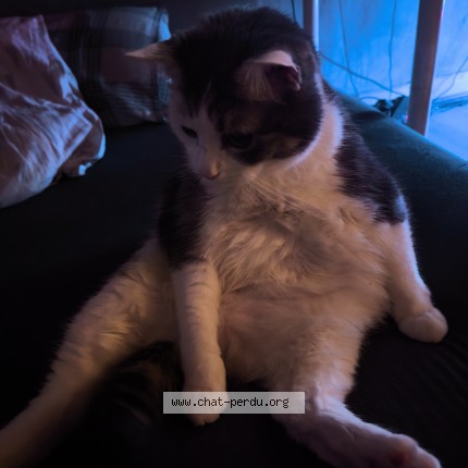 Foto 1/1 Sirius Kat vermist in Schaerbeek