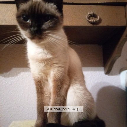 Photo of a cat found in Bouloc