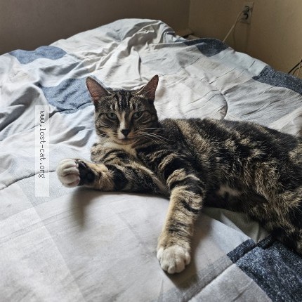 Photo 1/1 Luna Cat lost in Vancouver
