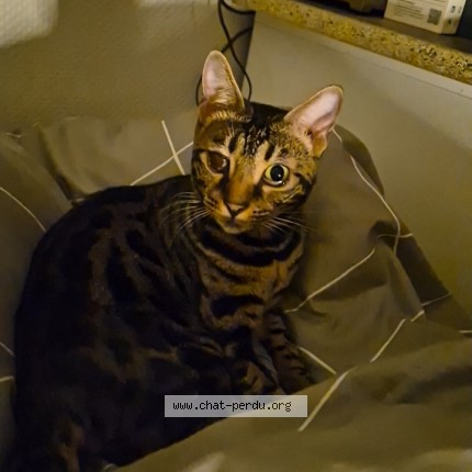 Photo of a cat found in La Chambre