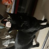 luna or tuna