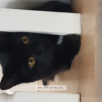 Photo 1/1 Stella alias la poupoune Cat lost in Saint Hippolyte