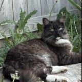 kitty