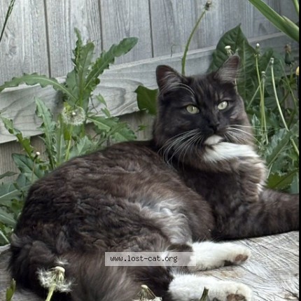 Photo 1/1 kitty Cat lost in Northglenn