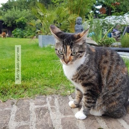 Foto 1/1 Pachka Kat vermist in Montignies Lez Lens