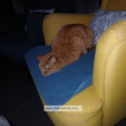 Foto van een teruggevonden kat in Helfaut