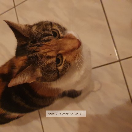 Photo of a cat found in Peymeinade