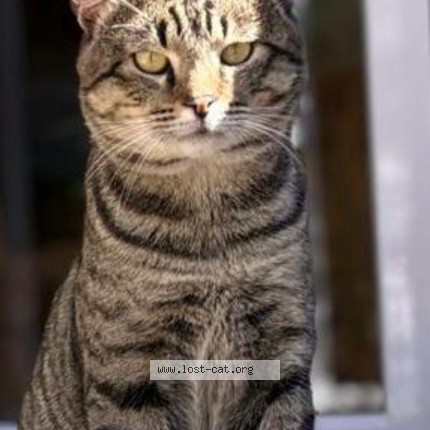 Picture of cat lost at Pretoria