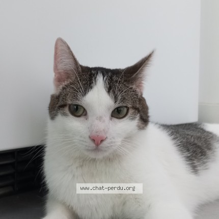 Foto 1/1 Jackson Kat vermist in Ninove