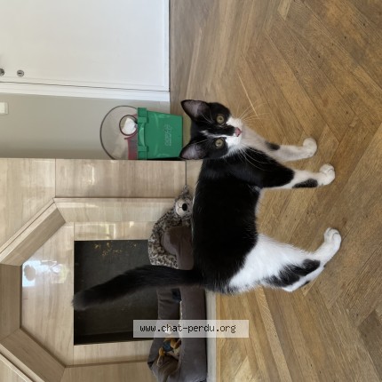 Foto 1/1 Kat gevonden Gevonden in Bruxelles