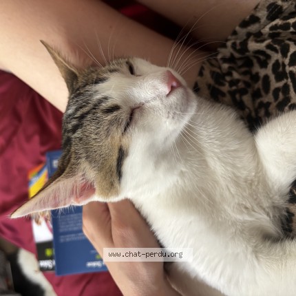 Photo of a cat found in Metz