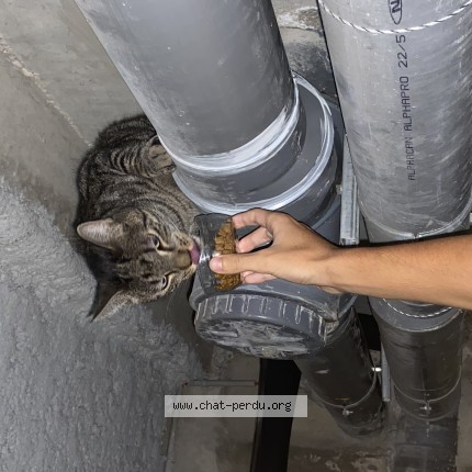 Photo of a cat found in Montpellier