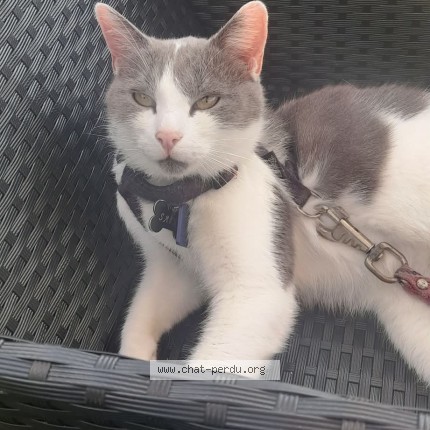 Photo of a cat found in Aron