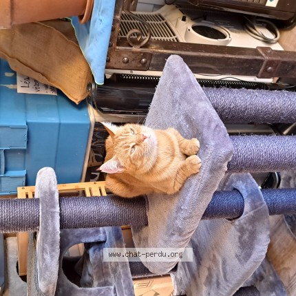 Photo of a cat found in Caussade