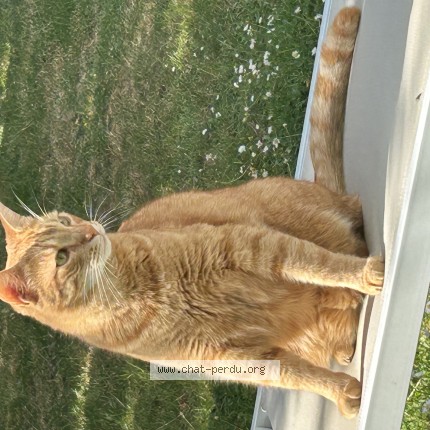 Photo of a cat found in Coubert