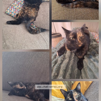 Foto 1/1 Chupa Kat vermist in Aulnois