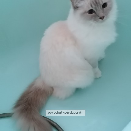 Photo of a cat found in Grenoble