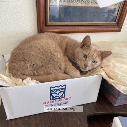 Photo 1/1 Nubbin Cat lost in Venice