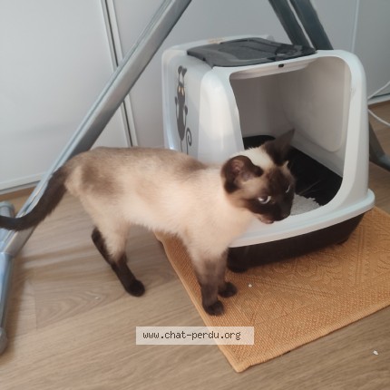 Photo of a cat found in Draveil