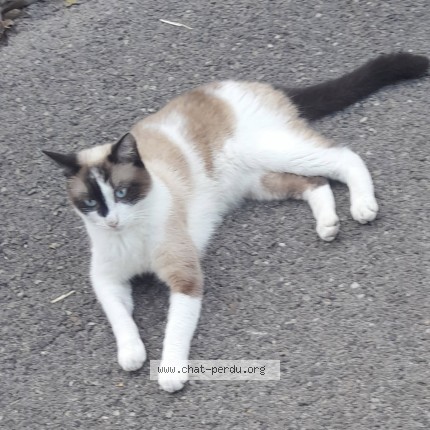 Photo of a cat found in Uzes