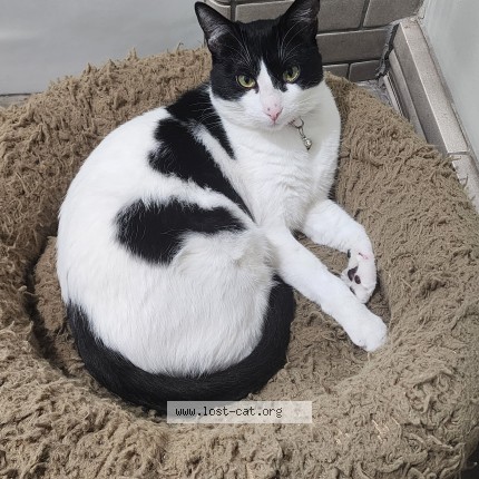 Photo 1/1 Sweetheart Cat lost in Los Angeles