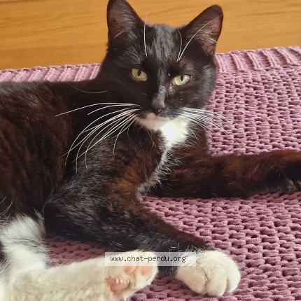Foto 1/1 Nori Kat vermist in Woluwe Saint Lambert