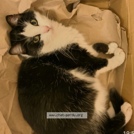 Foto 1/1 William Kat vermist in Anderlecht