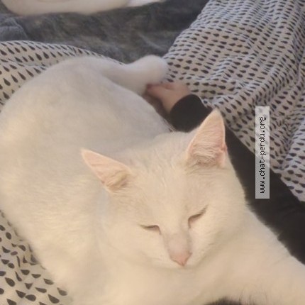 Photo of a cat found in Neuves Maisons
