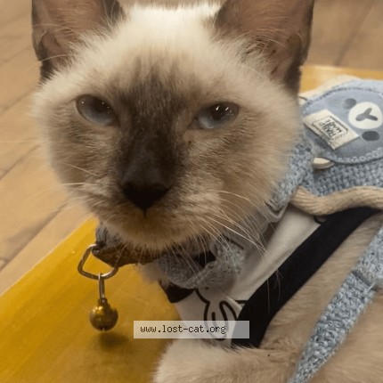 Picture of cat lost at Quezon City