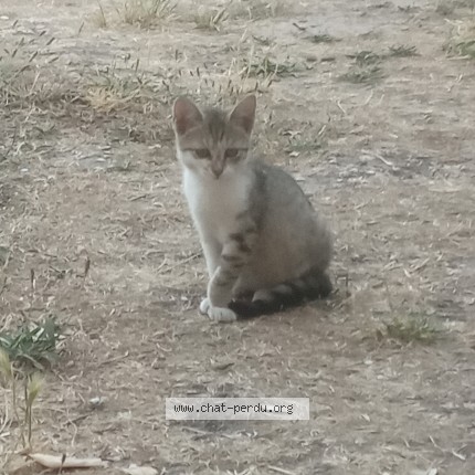 Photo of a cat found in Saint Aubin Les Elbeuf