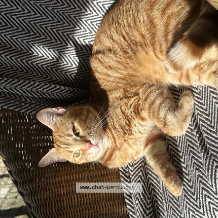 Foto 1/1 Blue Kat vermist in Jette