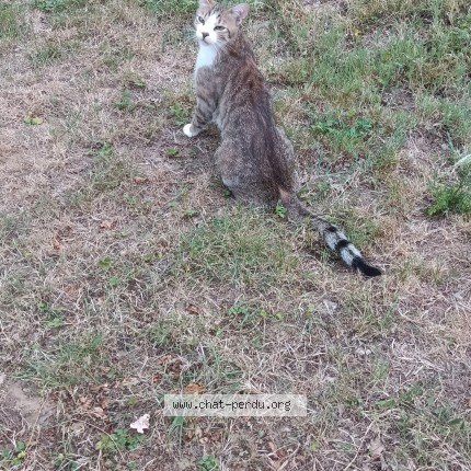 Photo of a cat found in Saint Didier De Formans