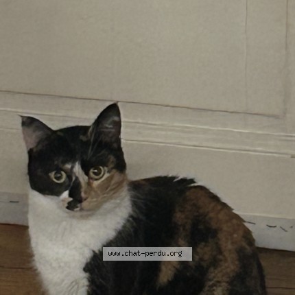Foto 1/1 Vovo Kat vermist in Liege