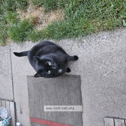 Photo 1/1 Levi Cat lost in Abbotsford